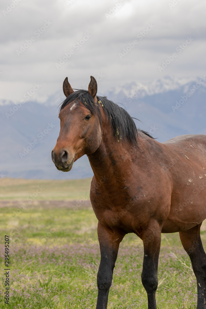 Majestic Wild Horse in the Utah Desert Majestic Wild Horse in the Utah Desert