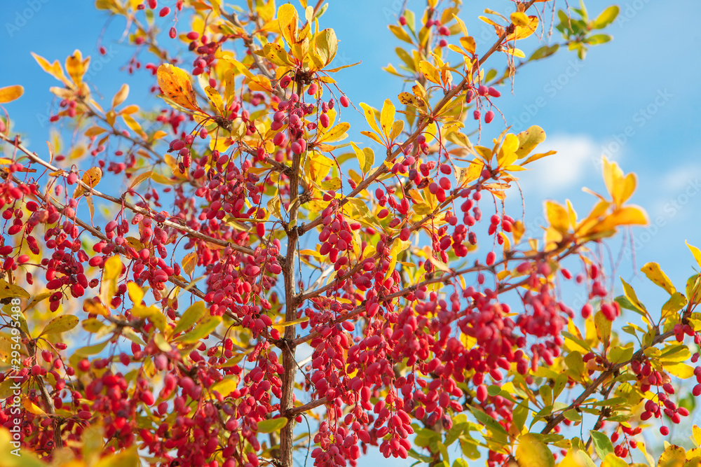 branch with red berries in the autumn 
