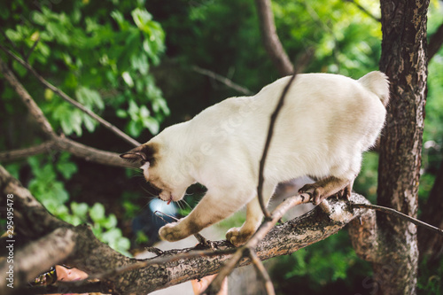 Cat climbing tree. cat hunts on tree. adorable cat portrait stay on tree branch. purebred shorthair cat without tail. Mekong Bobtail sitting on tree. Cat animal hencat on branch in natural conditions photo