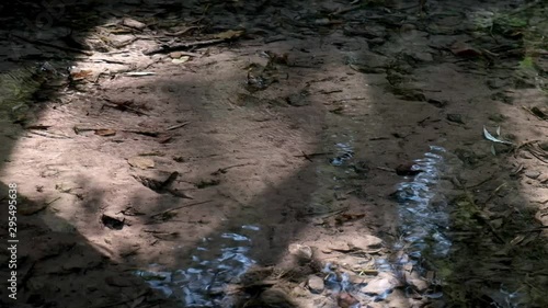 Close-up video of a small creek with clear water and autumn foliage. Slow motion.