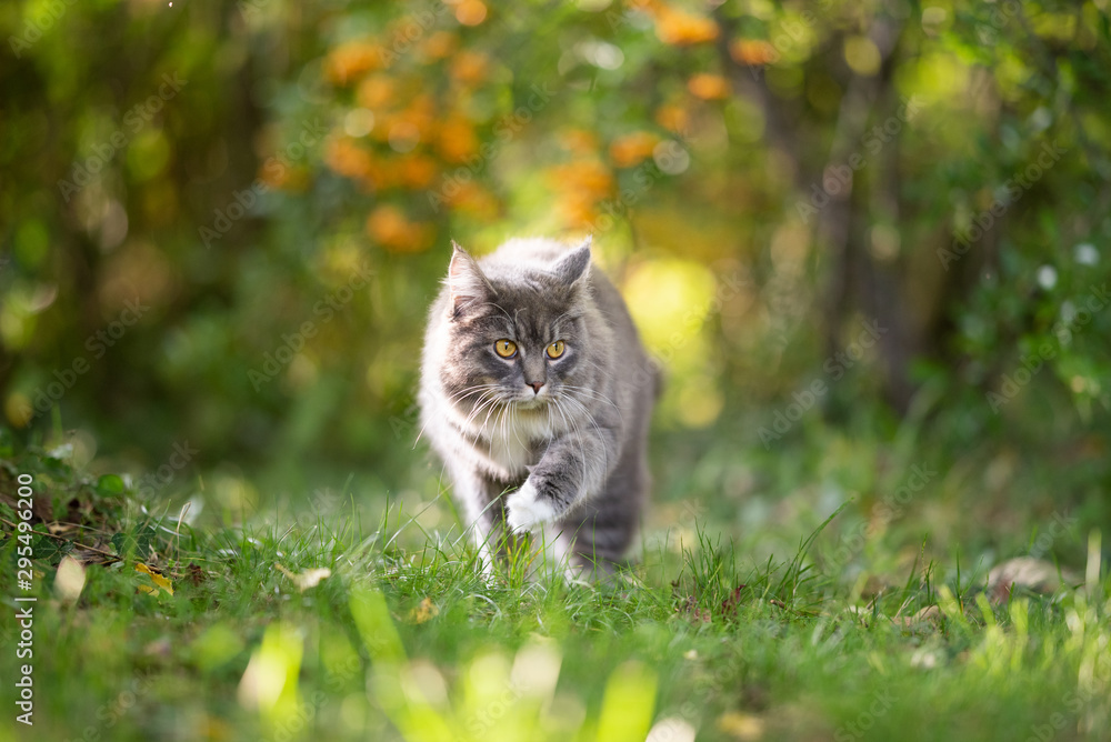 young blue tabby maine coon cat with white paws outdoors on the prowl walking on grass in nature with autumn colors
