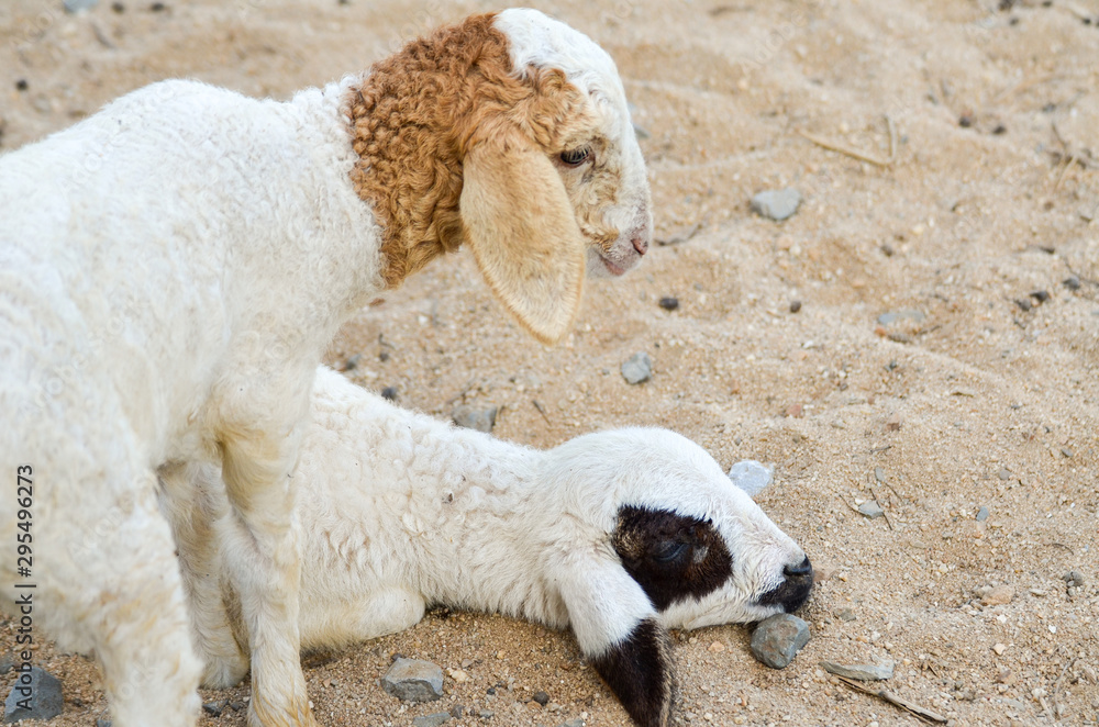 Naklejka premium cute of little lamb in farm
