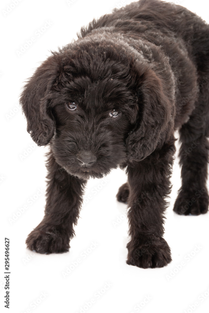 Close up of young black labradoodle puppy isolated on white. Studio shot. Close up of young black labradoodle puppy isolated on white. Studio shot.