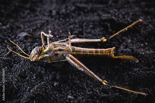 Wallpaper Mural Macro photograph of a dead grasshopper. Use of poison for pest control. environment and anti-toughness at risk. Torontodigital.ca