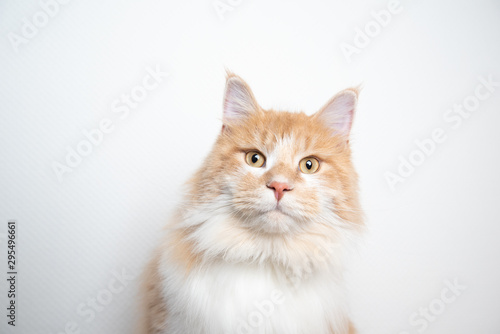 portrait of a cute young cream tabby ginger maine coon cat looking at camera in front of white wall