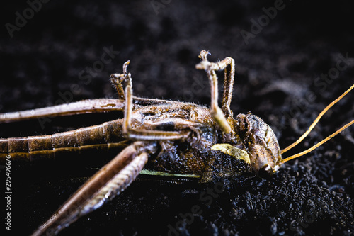Wallpaper Mural Macro photograph of a dead grasshopper. Use of poison for pest control. environment and anti-toughness at risk. Torontodigital.ca