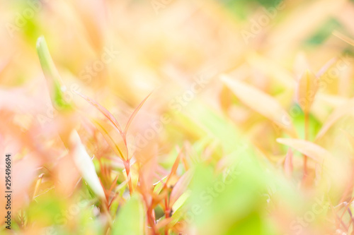 Nature orange leaves on blurred background