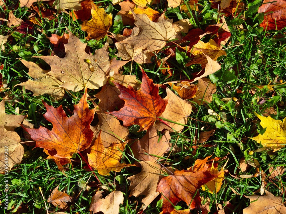 Wet Autumn Leaves on the Ground with Green Grass