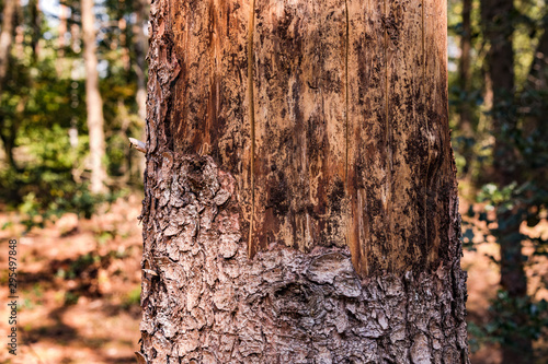 Sterbender Baum im deutschen Wald photo