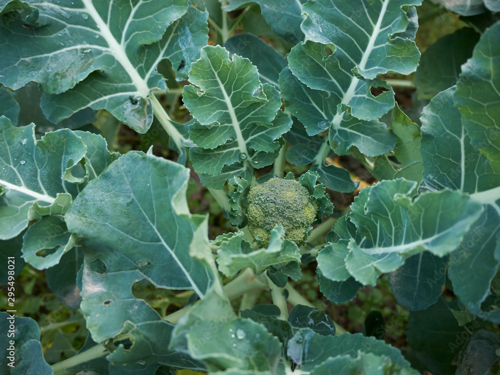 Broccoli Broccoli