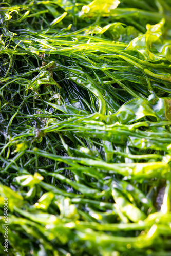 Green Moss Seaweed Macro Close-Up Texture