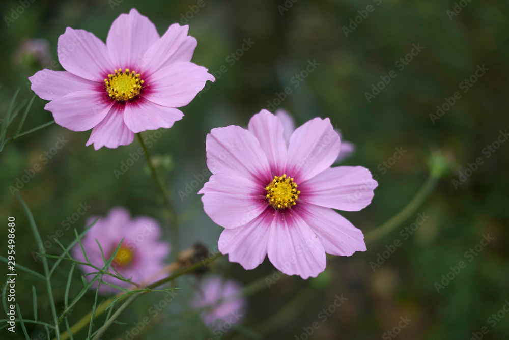 Cosmos flower