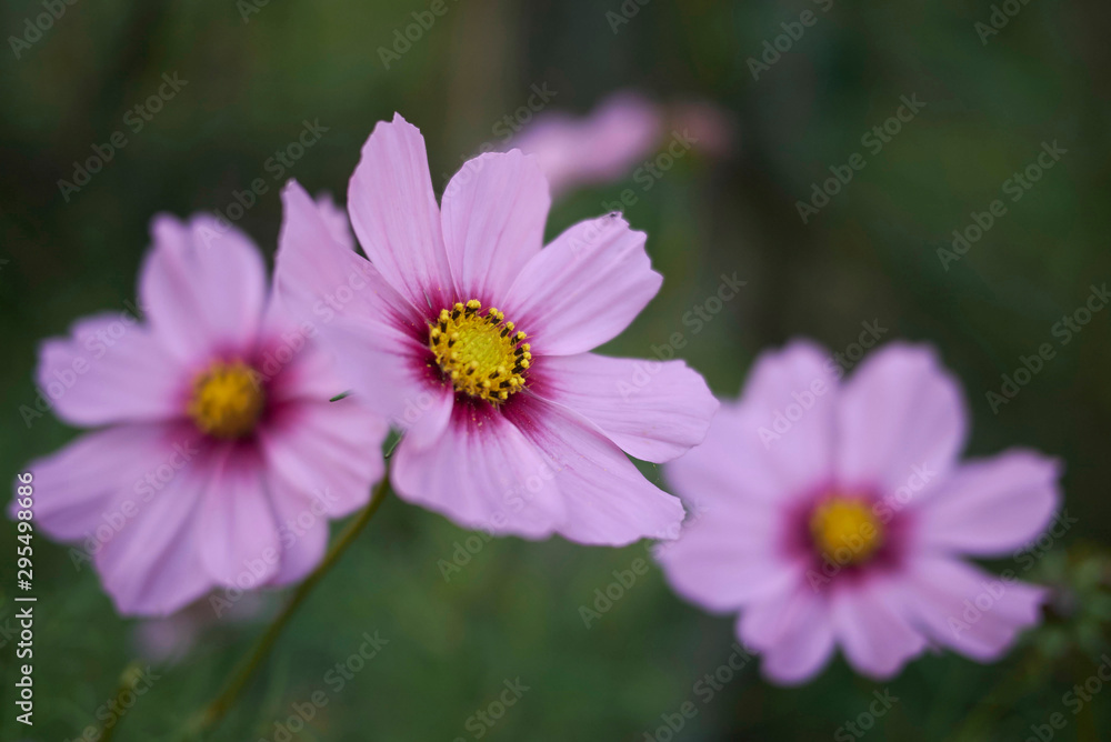 Cosmos flower Cosmos flower