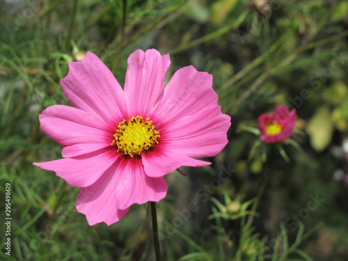 Cosmos flower