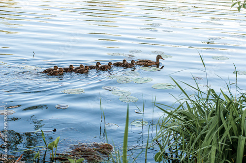 Valokuva Wild ducks in a natural habitat
