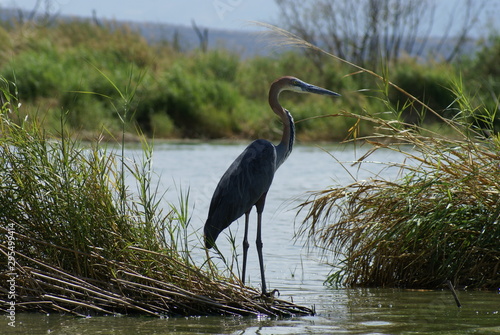 Ethiopia / Arba Mintch - 15feb19: Nechisar National Park photo