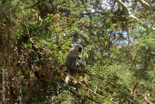 Ethiopia / Arba Mintch - 15feb19: Nechisar National Park