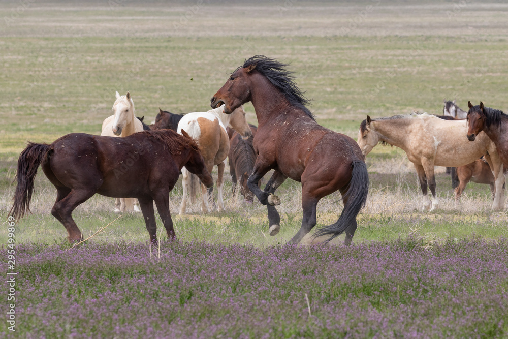 Wild horse Stallions Fighting in the Utah Desert in Spring Wild horse Stallions Fighting in the Utah Desert in Spring