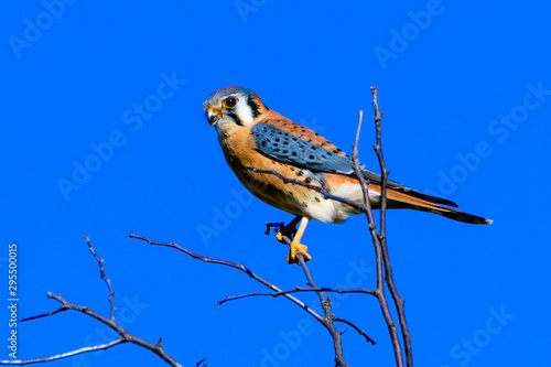 American kestrel (Falco sparverius) perched on a branch