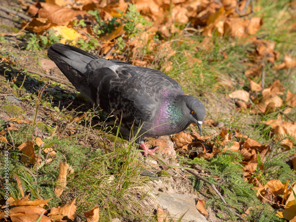 pigeon on the ground pigeon on the ground