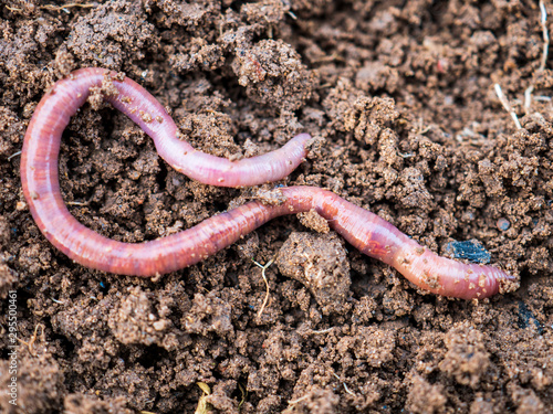 Earthworms in black soil of greenhouse. Macro Brandling, panfish, trout, tiger, red wiggler, Eisenia fetida..Garden compost and worms recycling plant waste into rich soil improver and fertilizer