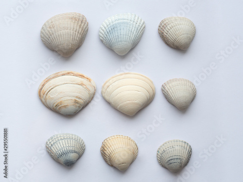 A set of large seashells in natural colors