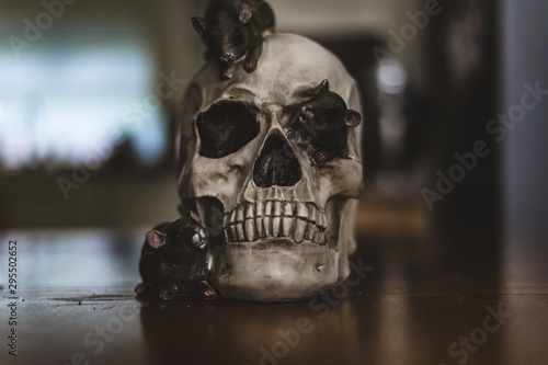 Halloween image of a ancient skull with rats coming out of sockets