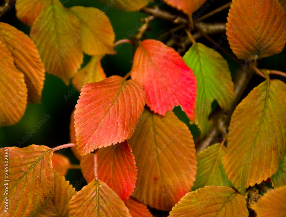Obraz premium A strong coloured maple leaf in the sun of autumn
