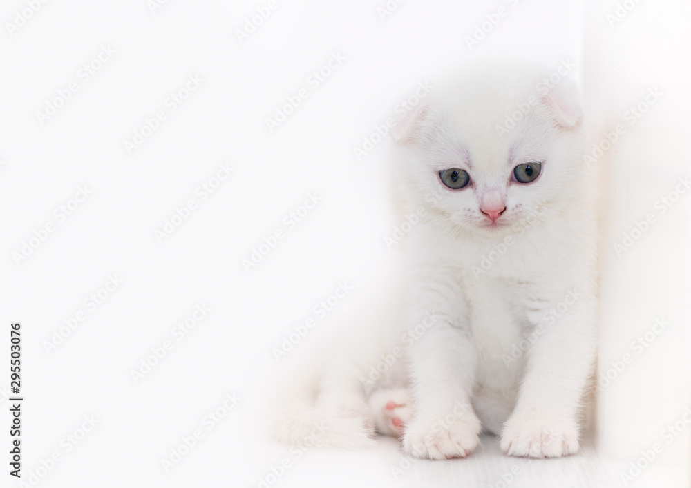 Cute white Scottish fold kitten sitting on white