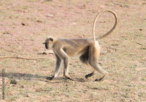 Ranthambore Monkeys