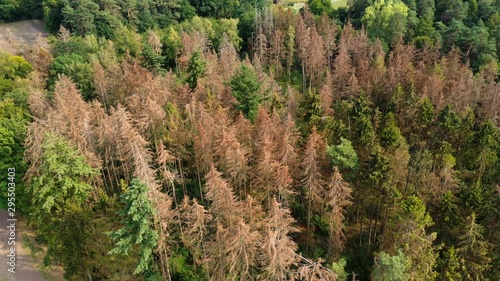 Video vom deutschen Waldsterben aus der Vogelperspektive photo