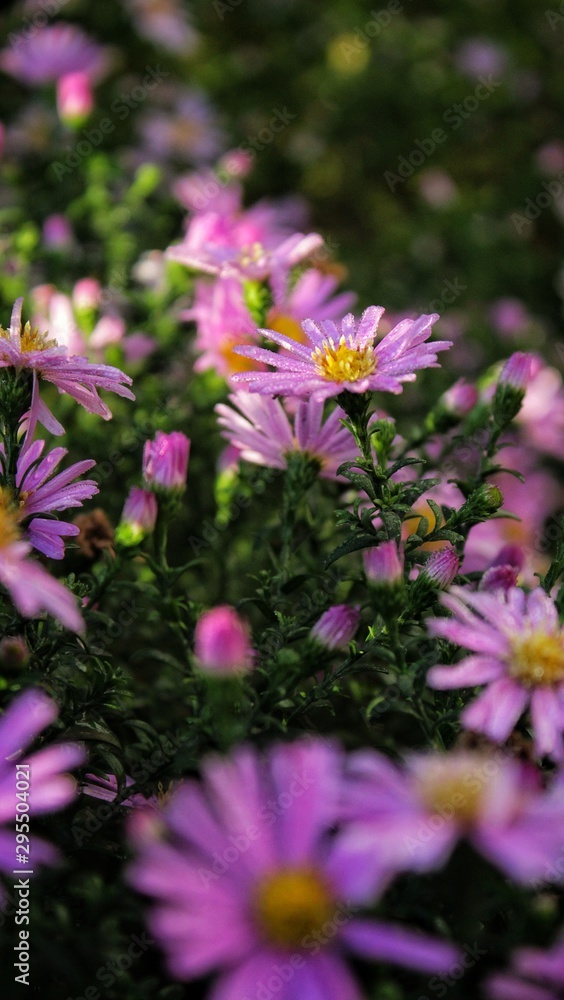 flowers in the garden flowers in the garden
