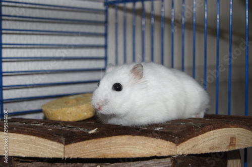 Sibirian Hamster