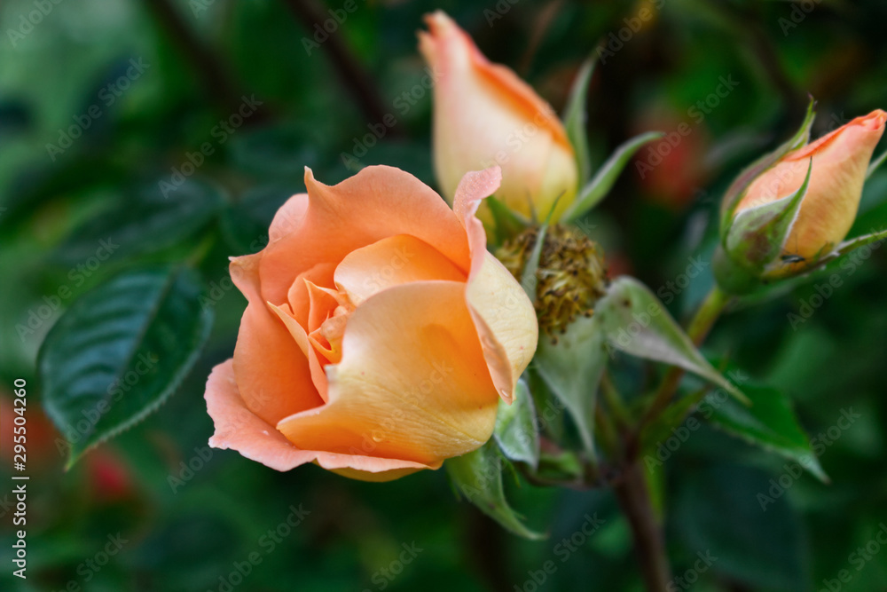 Closeup of beautiful orange rose photographed in organic garden with blurred leaves.Nature and roses concept. Closeup of beautiful orange rose photographed in organic garden with blurred leaves.Nature and roses concept.