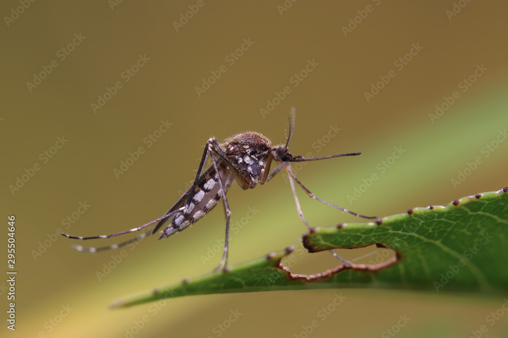 Mosquito resting on the grass. Male and female mosquitoes feed on