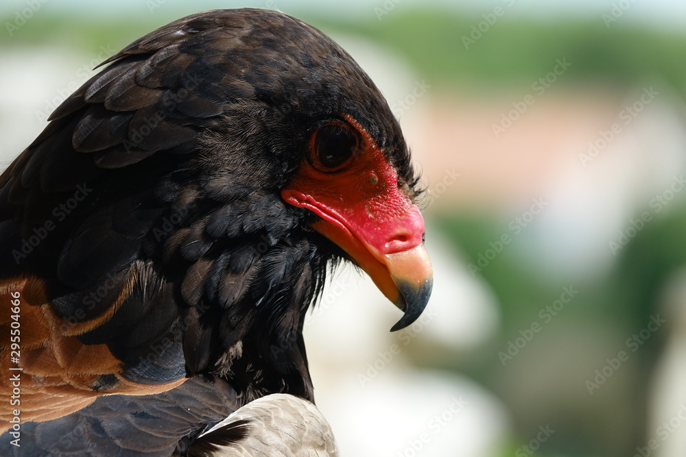 tête rouge d'un Aigle bateleur des savanes tête rouge d'un Aigle bateleur des savanes