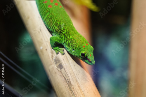 Colorful Green lizard on branch of tree