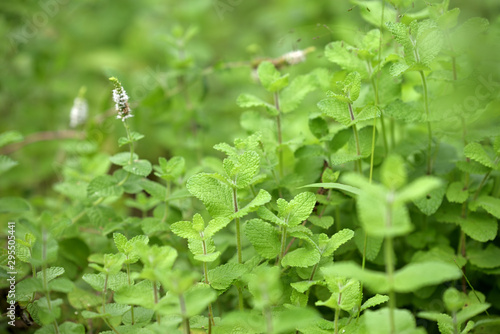 Apple mint leaves, pineapple mint