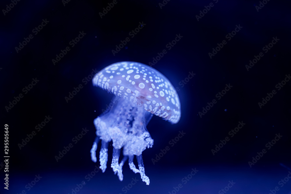 Spot Jellyfish black background underwater Spot Jellyfish black background underwater