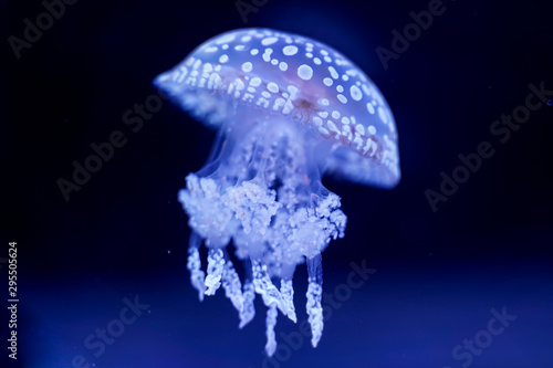 Spot Jellyfish black background underwater