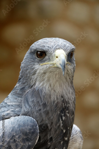 aigle bleu du chili