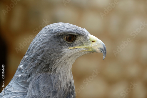 Tête d'un aigle bleu du chili © JC DRAPIER