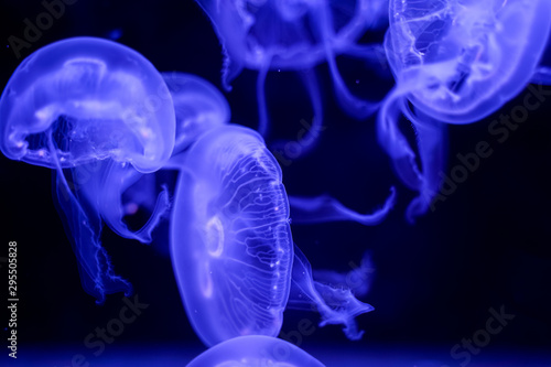 Moon Jellyfish black background underwater