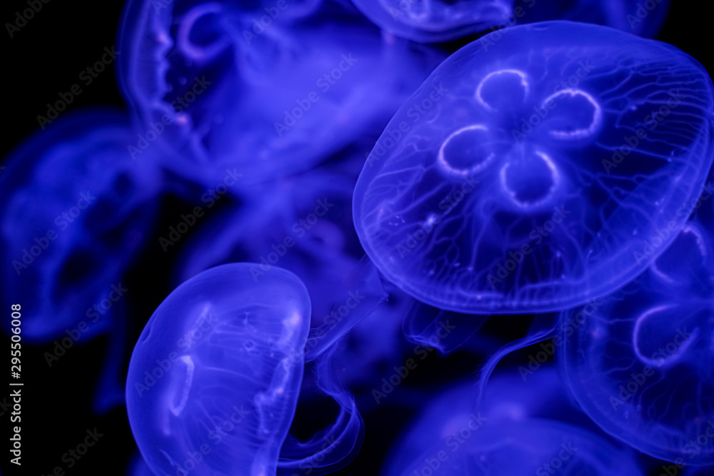 Moon Jellyfish black background underwater Moon Jellyfish black background underwater