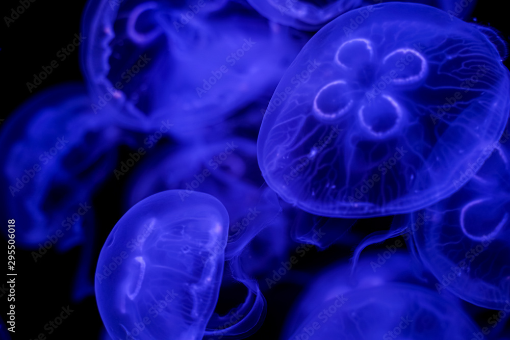 Moon Jellyfish black background underwater Moon Jellyfish black background underwater