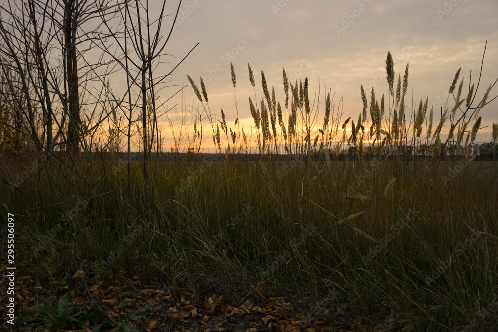 Fototapeta premium silhouettes of spikelets at sunset