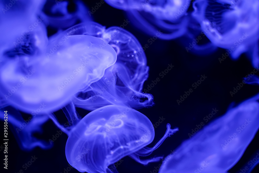 Moon Jellyfish black background underwater Moon Jellyfish black background underwater