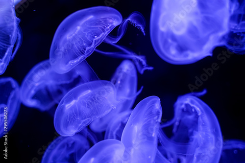Moon Jellyfish black background underwater © Thanunchakorn