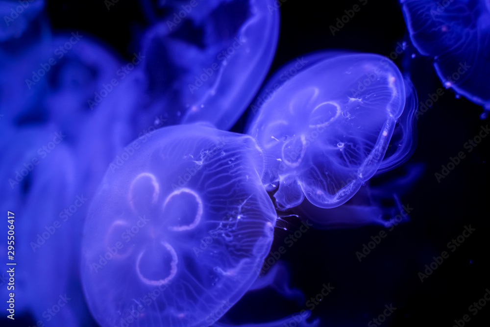 Moon Jellyfish black background underwater Moon Jellyfish black background underwater