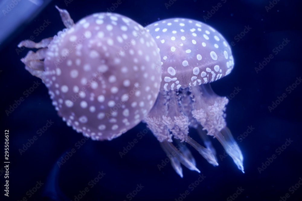 Spot Jellyfish black background underwater Spot Jellyfish black background underwater